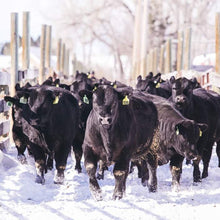 Load image into Gallery viewer, Chuck Roasts